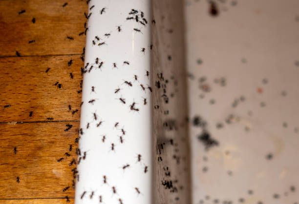 Best Cockroach Control Services  in Port St John, FL