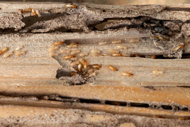 Best Wasp Removal Services  in Port St John, FL